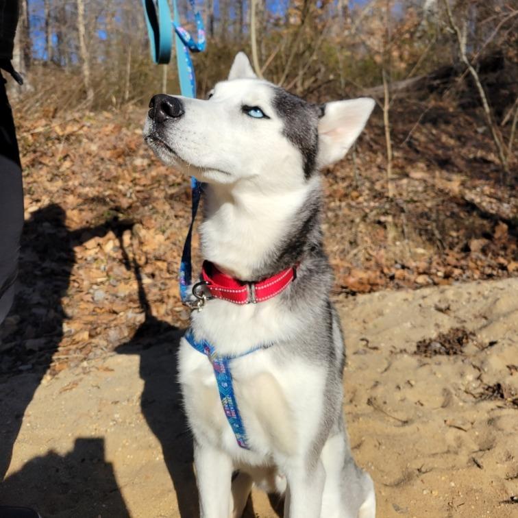 Enlarge Finnegan, a Adoptable Mixed Breed in Fredericksburg, VA image 2/3