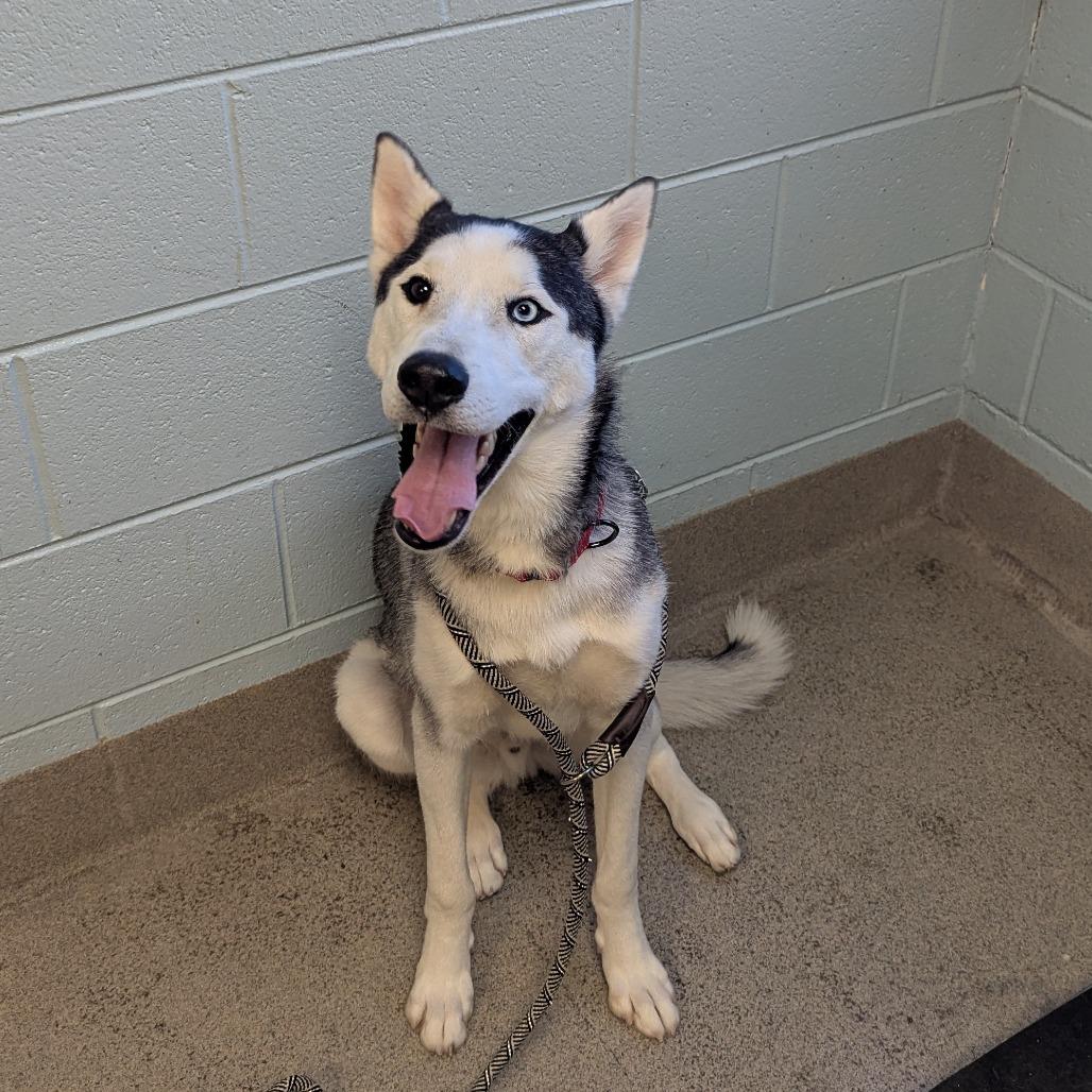Enlarge Finnegan, a Adoptable Mixed Breed in Fredericksburg, VA image 3/3