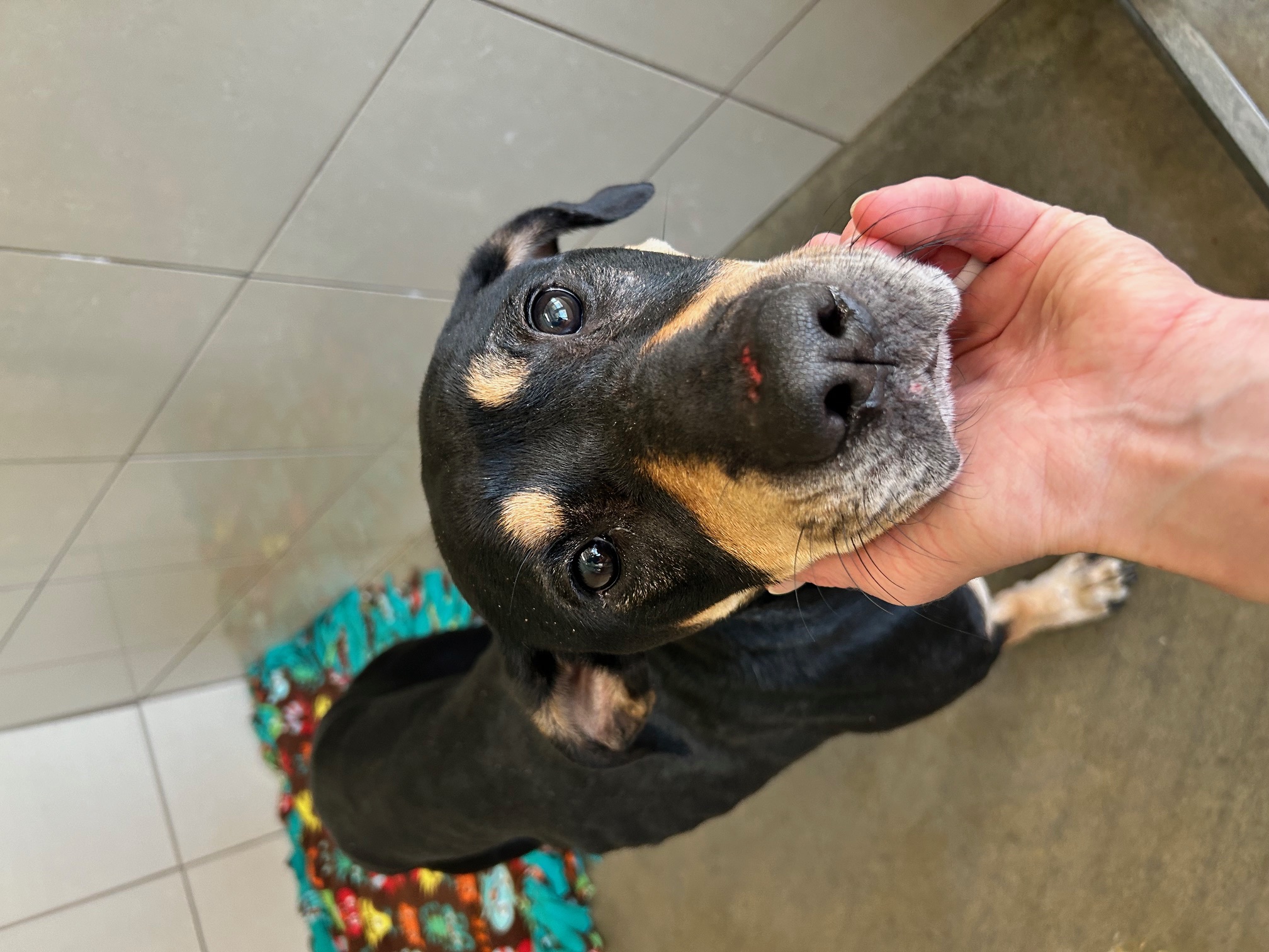 Dog for adoption Sage, a Mixed Breed in Seneca, PA Petfinder