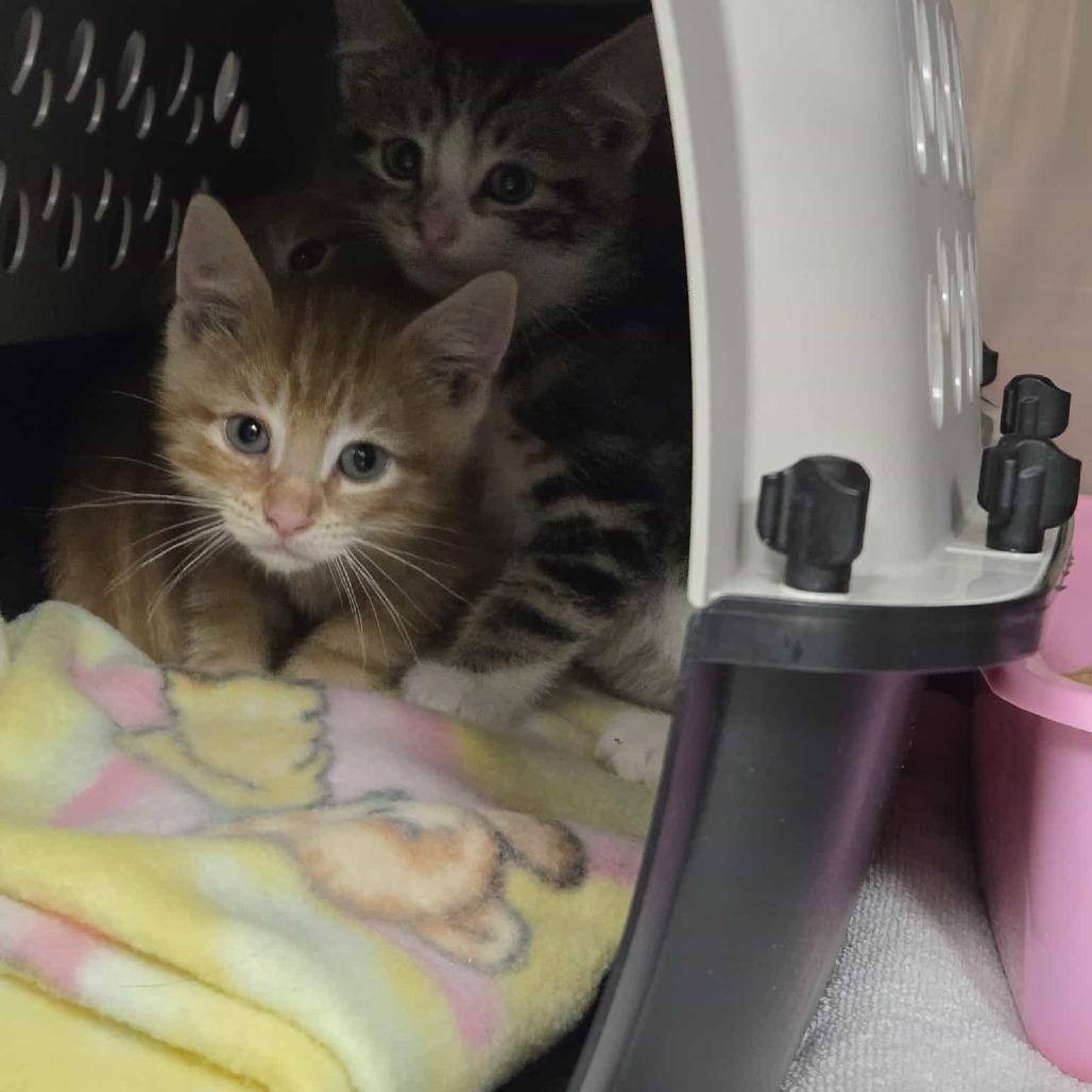 Ketterley, Adoptable, Kitten Male Domestic Short Hair.