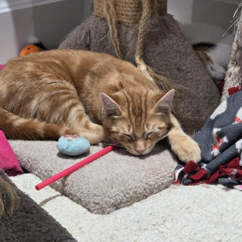 Enlarge Ketterley, a Adoptable Domestic Short Hair in Abbotsford, BC image 2/6