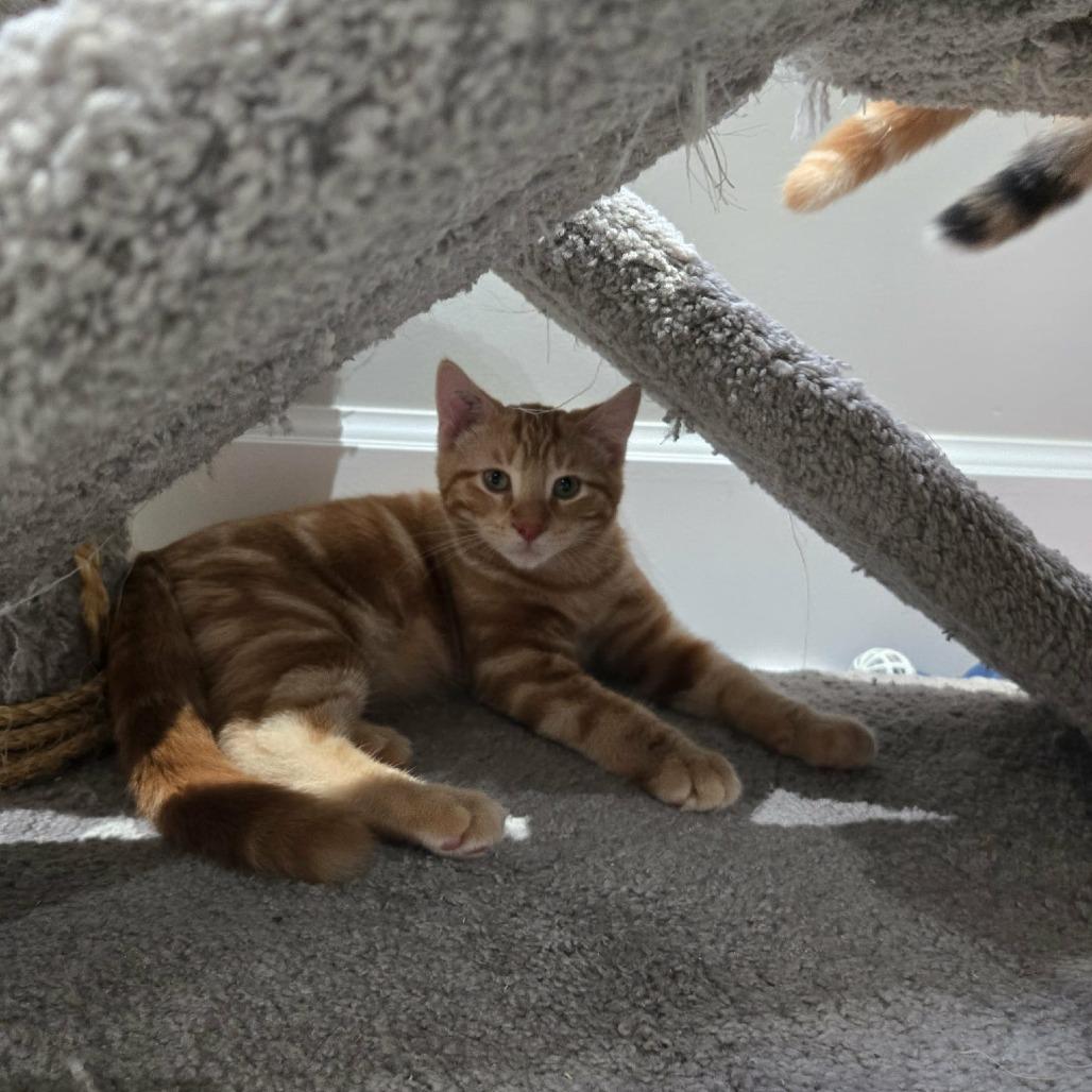 Enlarge Ketterley, a Adoptable Domestic Short Hair in Abbotsford, BC image 3/6