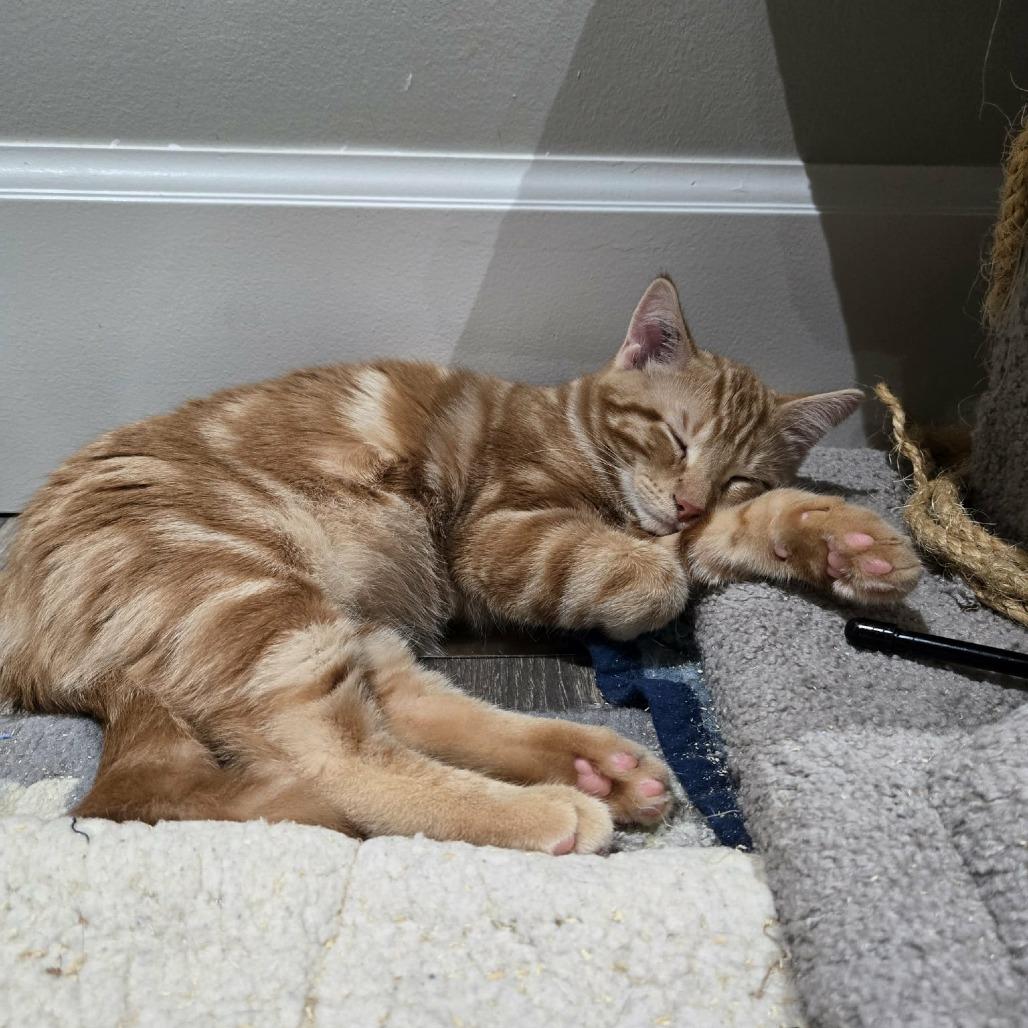 Ketterley, a Adoptable Domestic Short Hair in Abbotsford, BC image 2/2