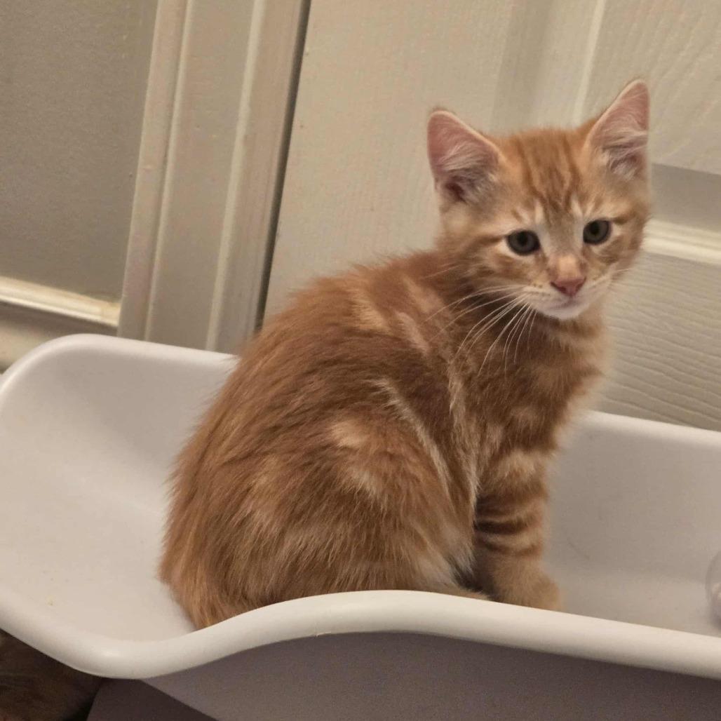 Enlarge Ketterley, a Adoptable Domestic Short Hair in Abbotsford, BC image 4/6