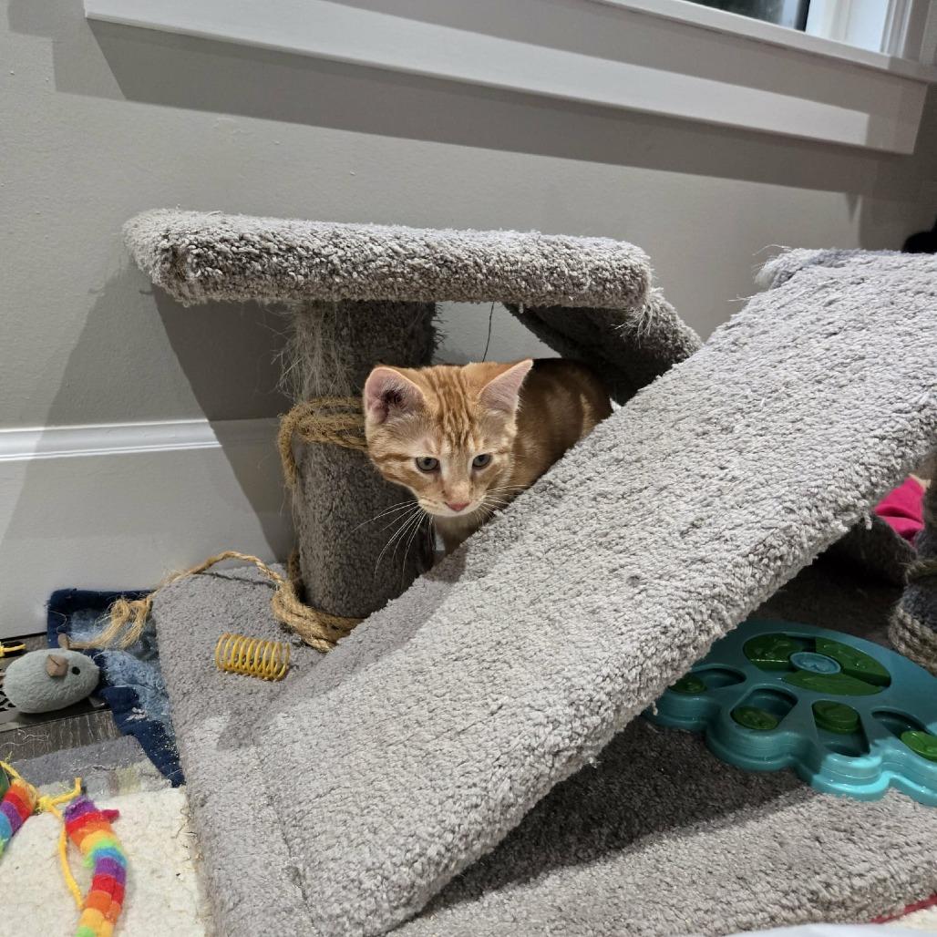 Enlarge Ketterley, a Adoptable Domestic Short Hair in Abbotsford, BC image 6/6