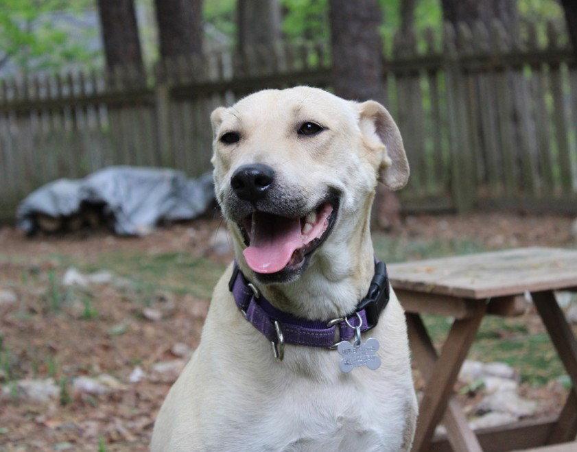 Enlarge Cookie - Japan litter, a Adopted mixed breed in Holly Springs, NC image 1/3