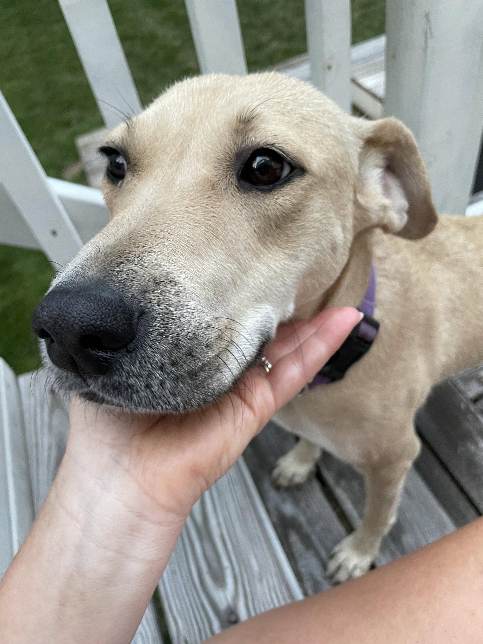 Enlarge Cookie - Japan litter, a Adopted mixed breed in Holly Springs, NC image 3/3