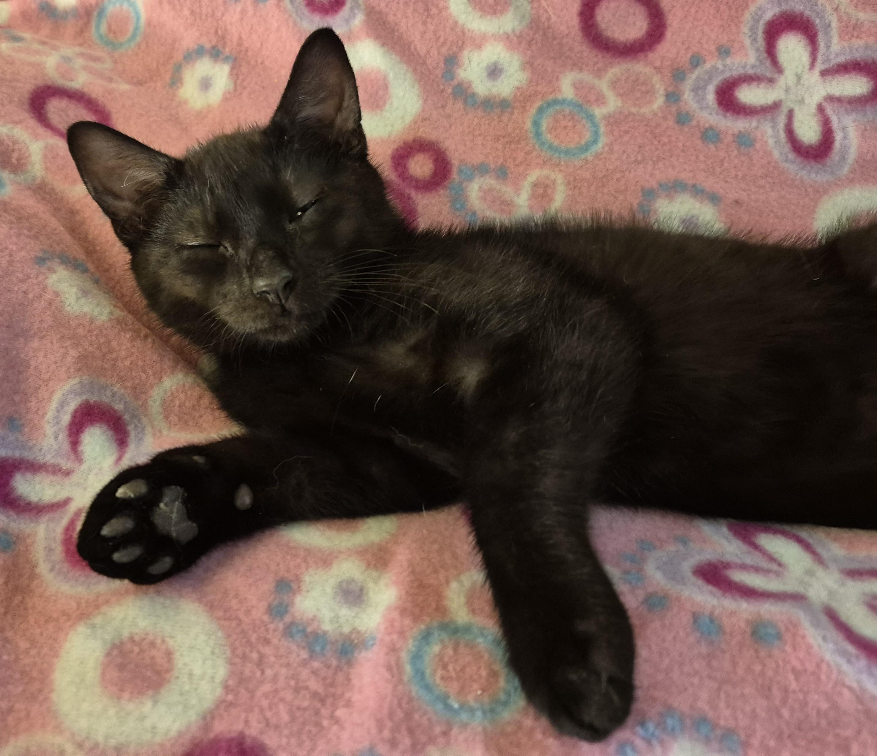 FARMER TIM, a ADOPTABLE Domestic Short Hair in Highland Park, NJ image 2/5