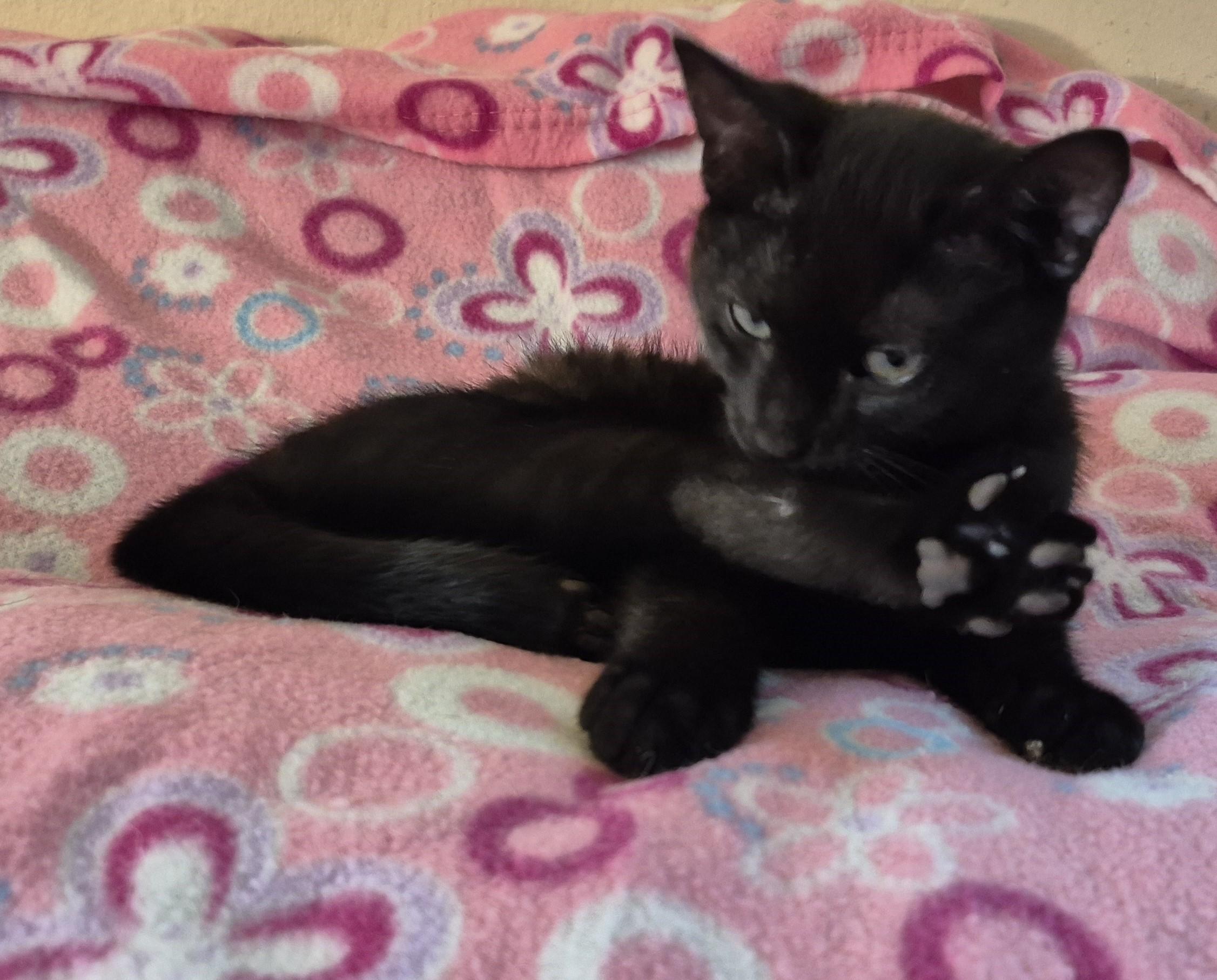 FARMER TIM, a ADOPTABLE Domestic Short Hair in Highland Park, NJ image 3/5