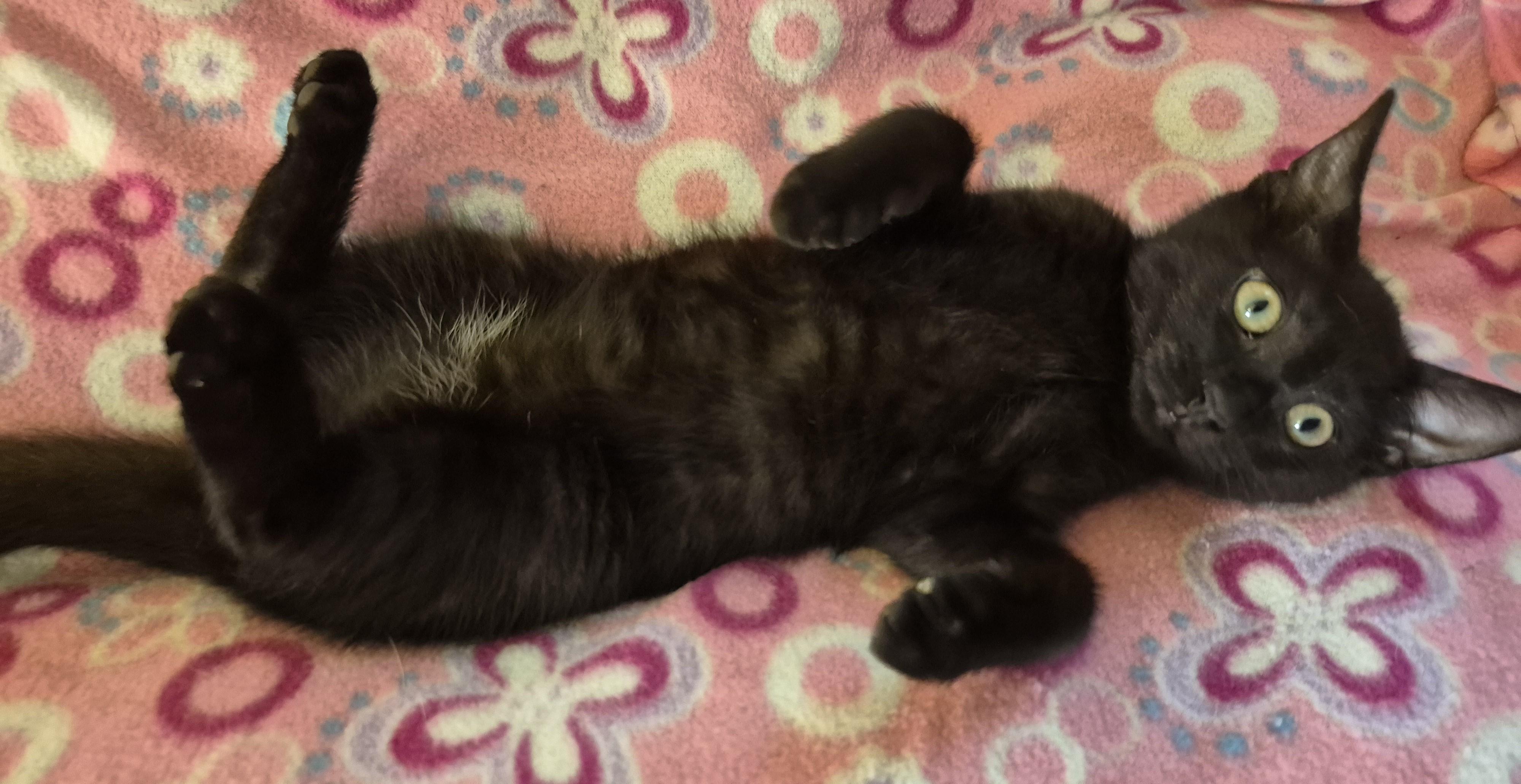 FARMER TIM, ADOPTABLE, Kitten Male Domestic Short Hair.