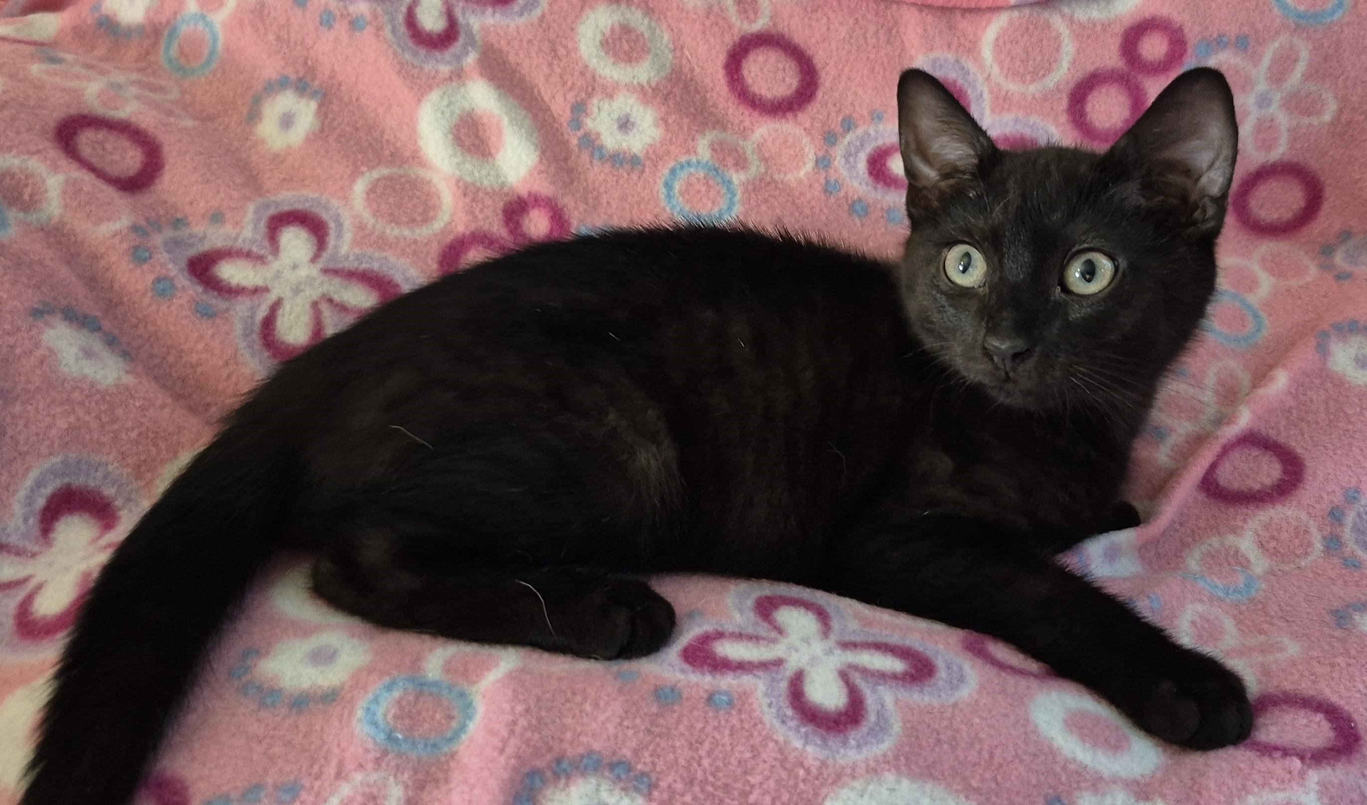 FARMER TIM, a ADOPTABLE Domestic Short Hair in Highland Park, NJ image 4/5