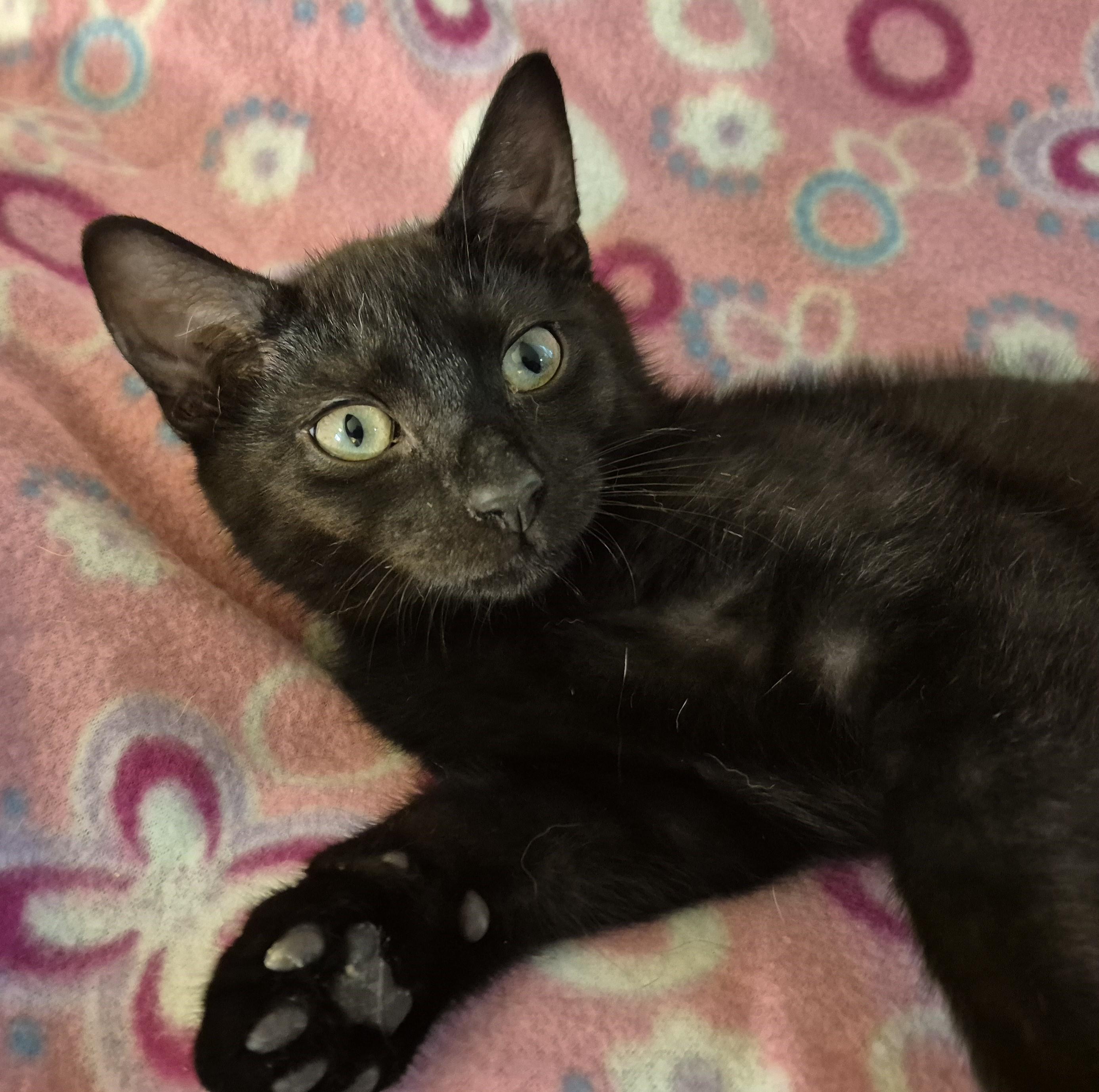 FARMER TIM, a ADOPTABLE Domestic Short Hair in Highland Park, NJ image 5/5