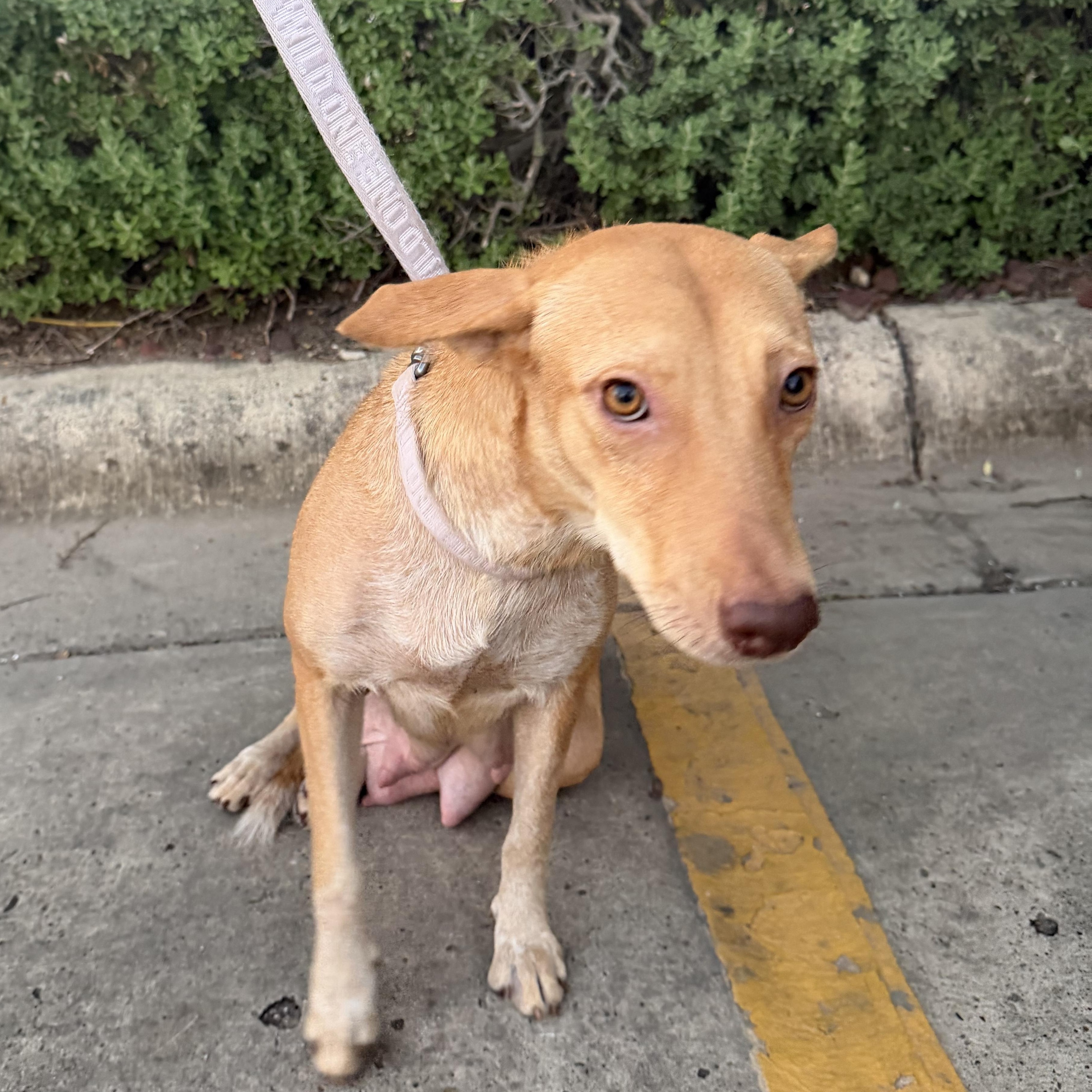 Enlarge Maddy, a Adoptable mixed breed in Boise , ID image 2/4