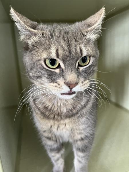 Vern, Adoptable, Adult Male Domestic Short Hair.