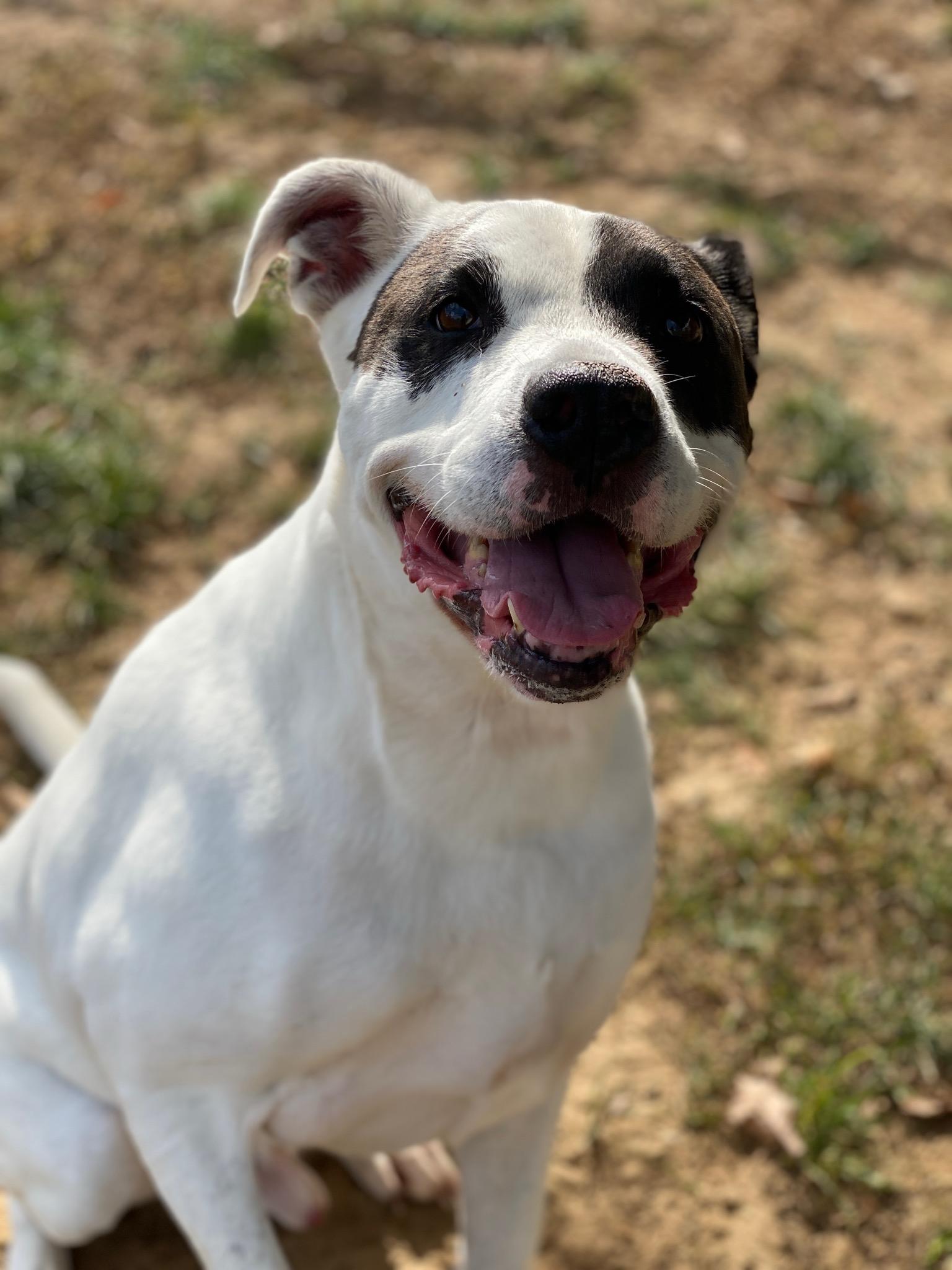 Buster (ID 33669/3438)