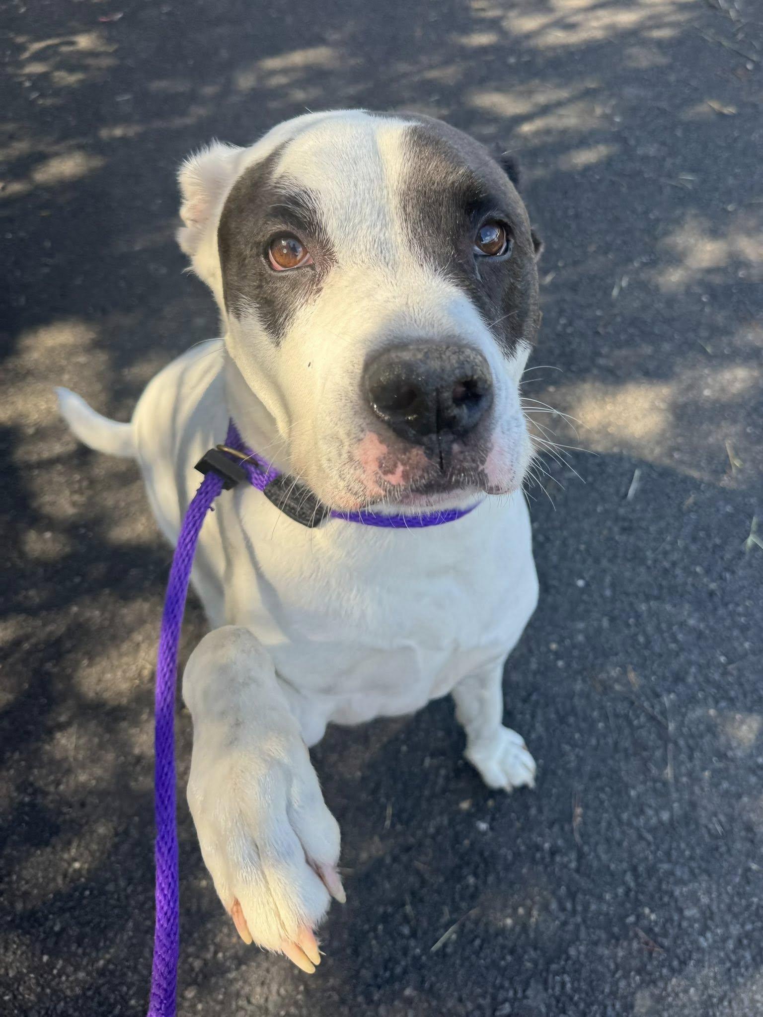 Buster (ID 33669/3438)