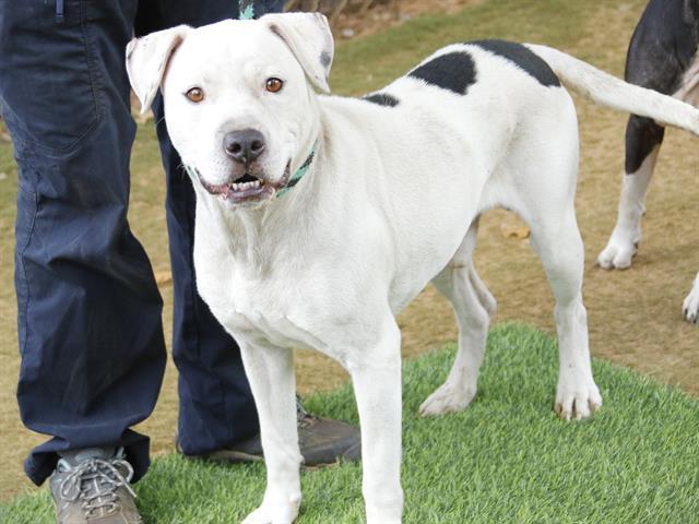 Enlarge JOSHUA, a Adoptable mixed breed in Tallahassee, FL image 1/1