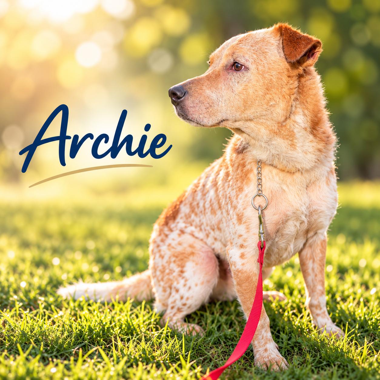 Enlarge Archie, a Adoptable mixed breed in Elburn, IL image 4/5