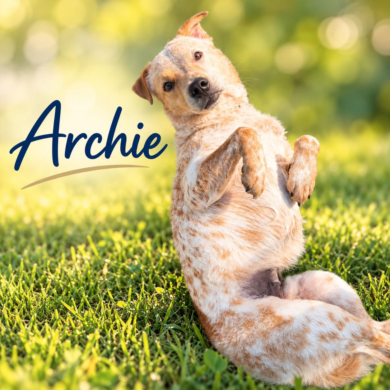 Enlarge Archie, a Adoptable mixed breed in Elburn, IL image 3/5
