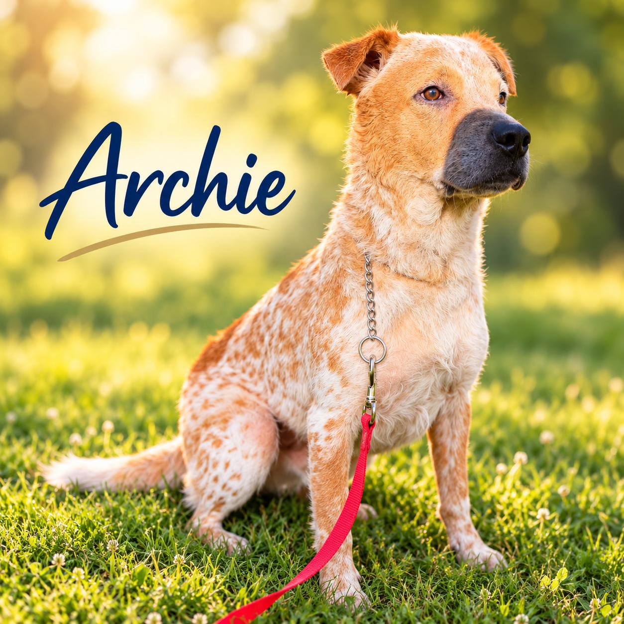 Enlarge Archie, a Adoptable mixed breed in Elburn, IL image 5/5