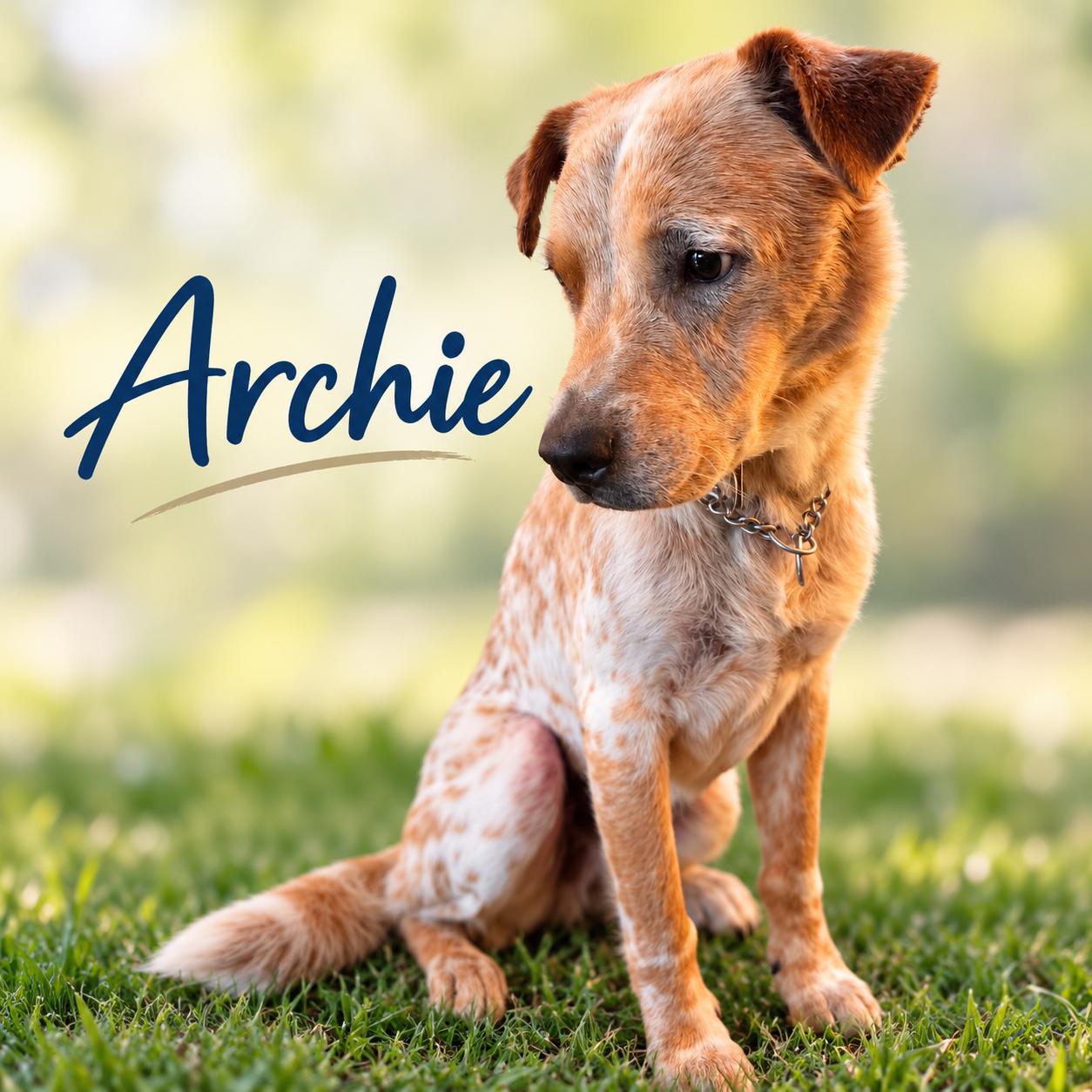 Archie, Adoptable, Adult Male Australian Cattle Dog / Blue Heeler.