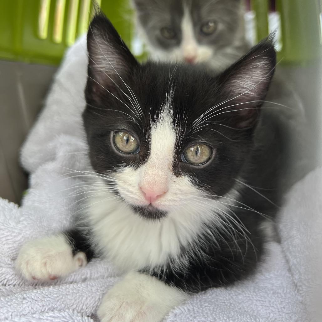 Jelly Bean, Adoptable, Kitten Female Domestic Short Hair.