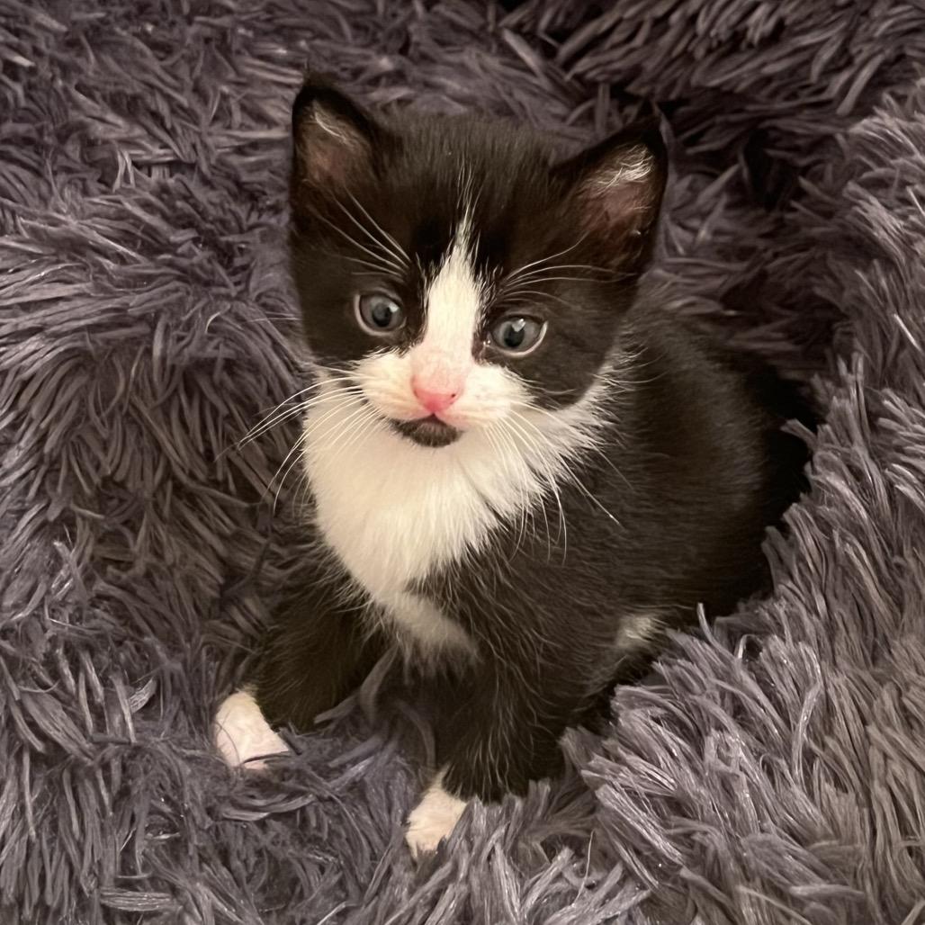 Enlarge Jelly Bean, a Adoptable Domestic Short Hair in Morgan Hill, CA image 2/6