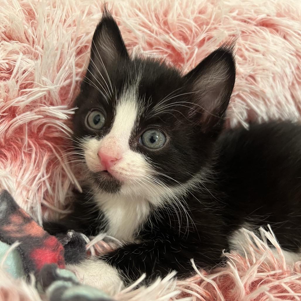 Enlarge Jelly Bean, a Adoptable Domestic Short Hair in Morgan Hill, CA image 3/6