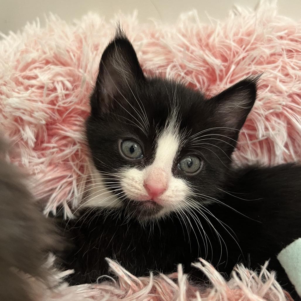 Enlarge Jelly Bean, a Adoptable Domestic Short Hair in Morgan Hill, CA image 4/6