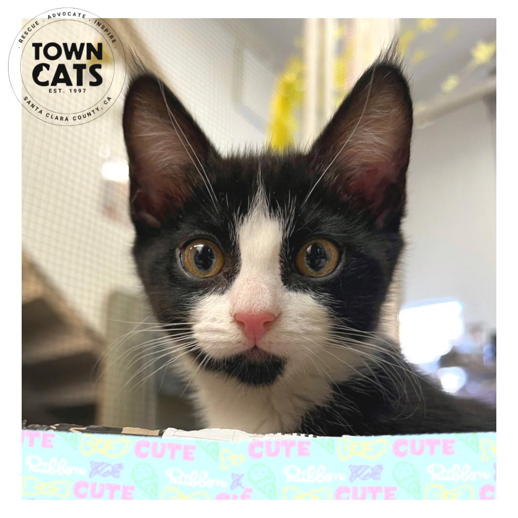 Enlarge Jelly Bean, a Adoptable Domestic Short Hair in Morgan Hill, CA image 5/6
