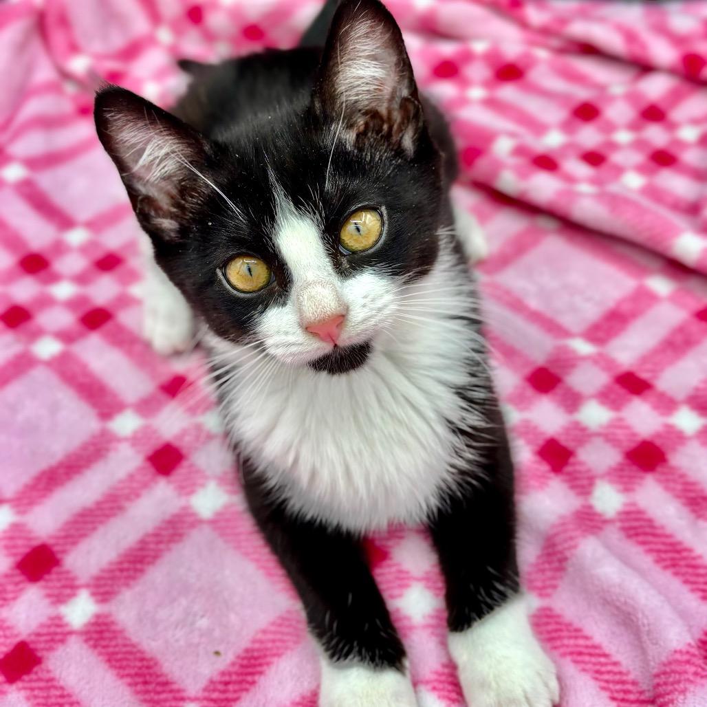 Enlarge Jelly Bean, a Adoptable Domestic Short Hair in Morgan Hill, CA image 6/6