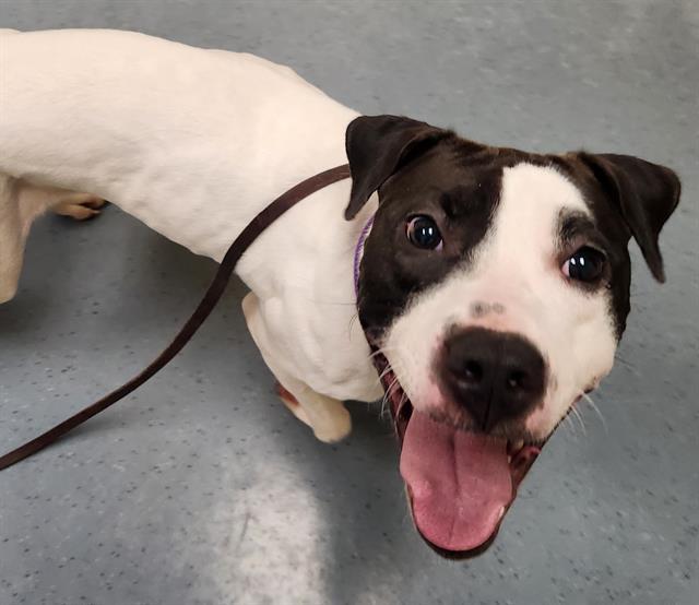 Enlarge MISS ENIGMA, a Adoptable mixed breed in Denver, CO image 1/1