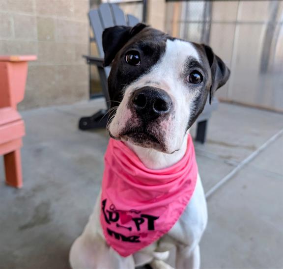 MISS ENIGMA, Adoptable, Young Female Bull Terrier & Pit Bull Terrier.