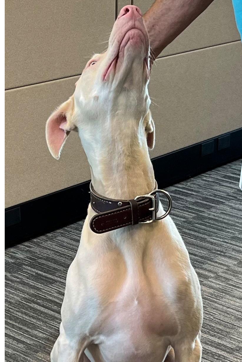 Cash 3351, Adoptable, Adult Male Doberman Pinscher.