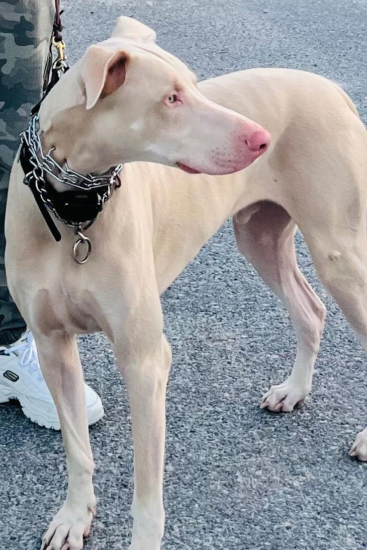 Enlarge Cash 3351, a Adoptable Doberman Pinscher in Oakland Park, FL image 1/3