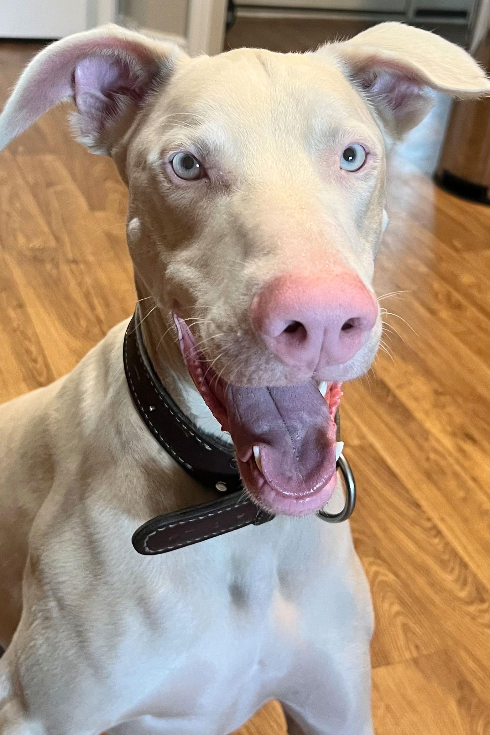 Cash 3351, a Adoptable Doberman Pinscher in Oakland Park, FL image 2/3