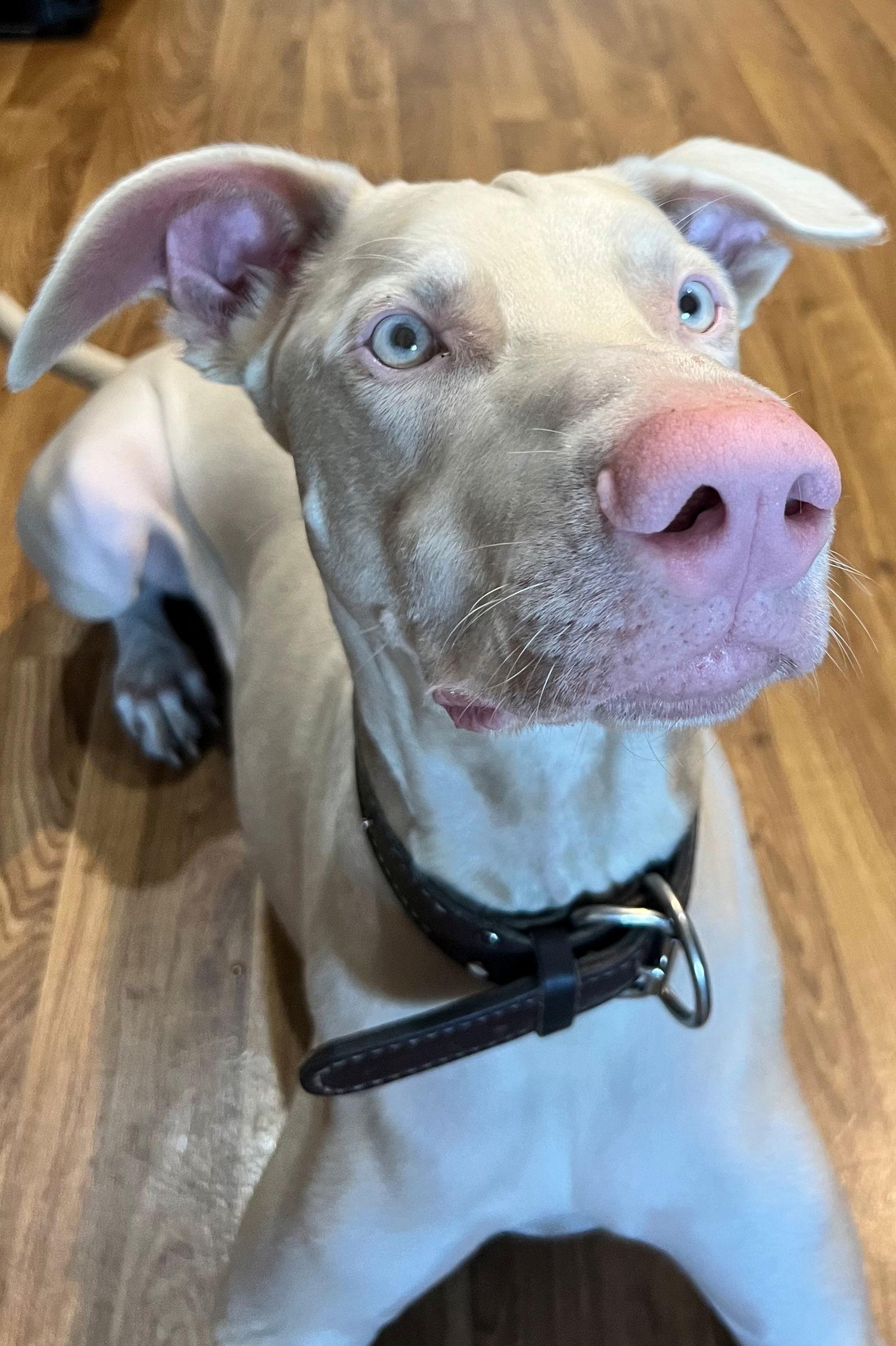 Cash 3351, a Adoptable Doberman Pinscher in Oakland Park, FL image 3/3