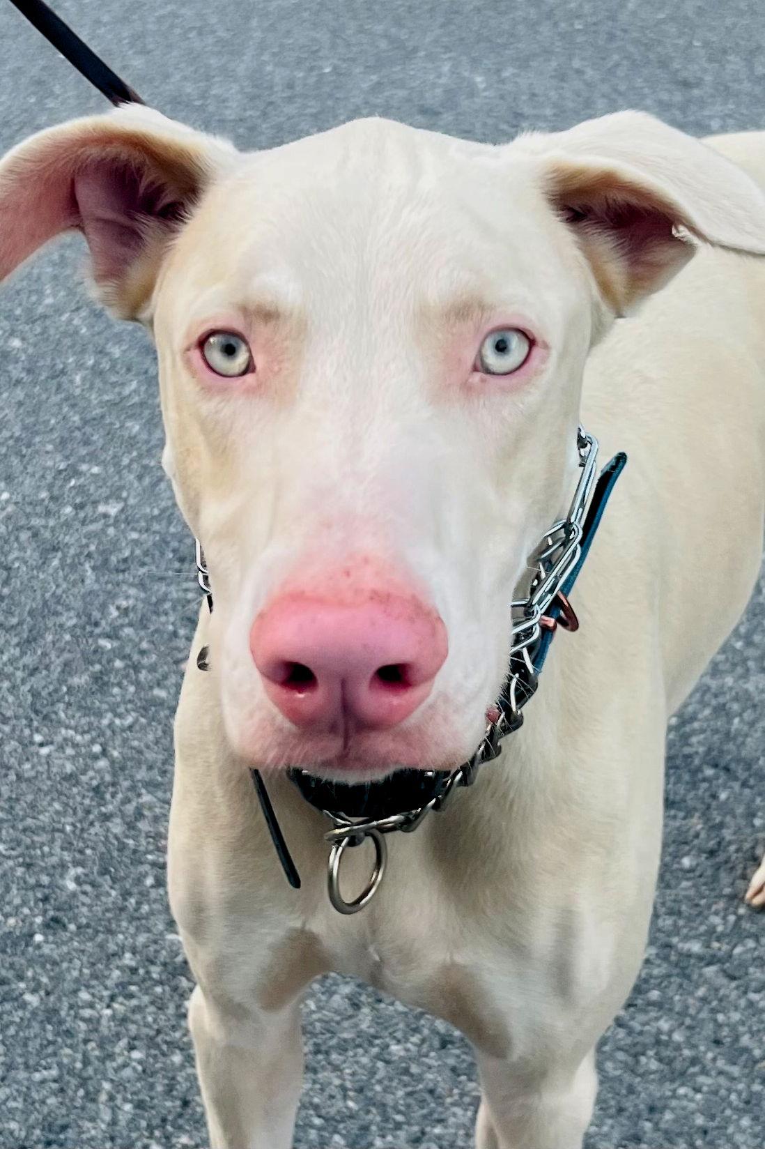 Enlarge Cash 3351, a Adoptable Doberman Pinscher in Oakland Park, FL image 2/3