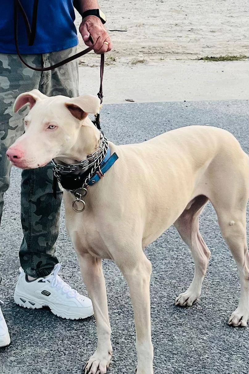 Enlarge Cash 3351, a Adoptable Doberman Pinscher in Oakland Park, FL image 3/3