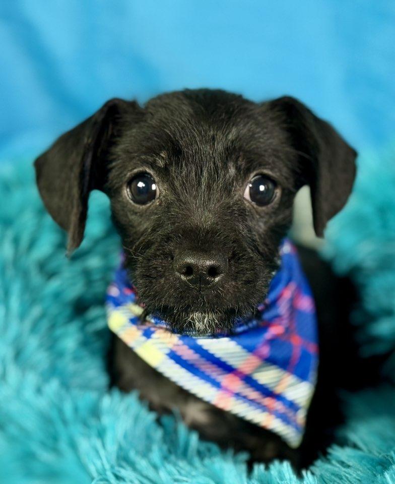 Nova - French Bulldog/Poodle mix