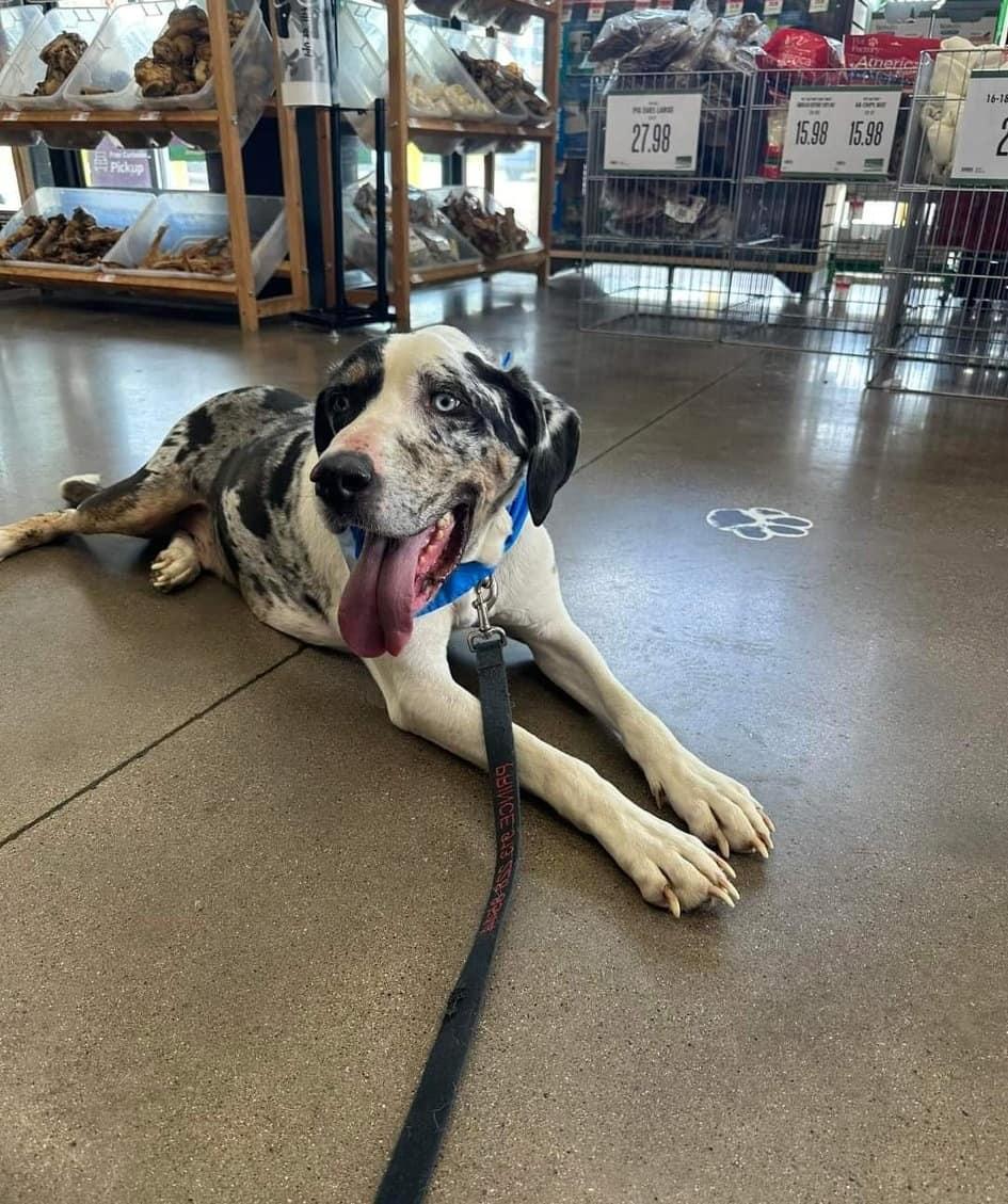 Enlarge Ernie, a Adoptable Catahoula Leopard Dog in New Haven, CT image 6/6