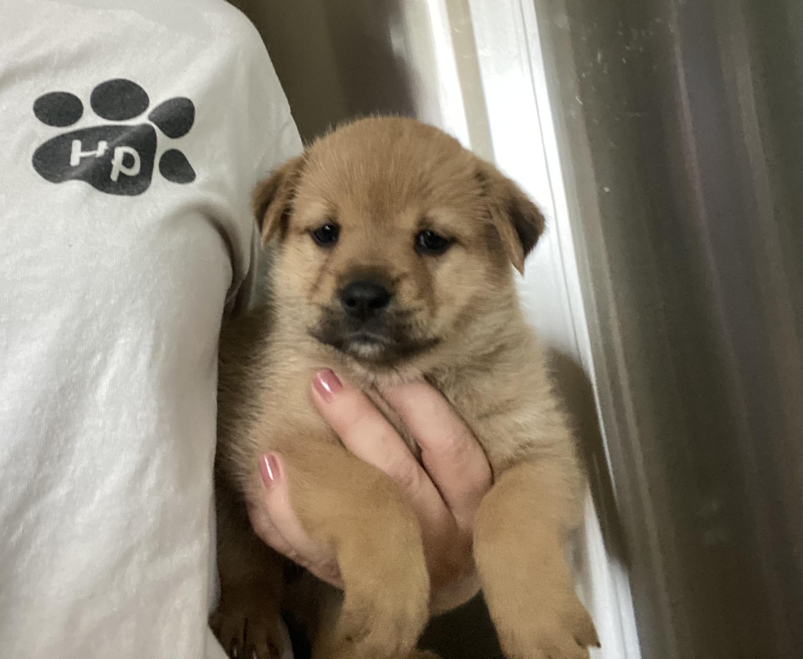 Enlarge Coco, an adopted mixed breed in Manahawkin, NJ image 1/2