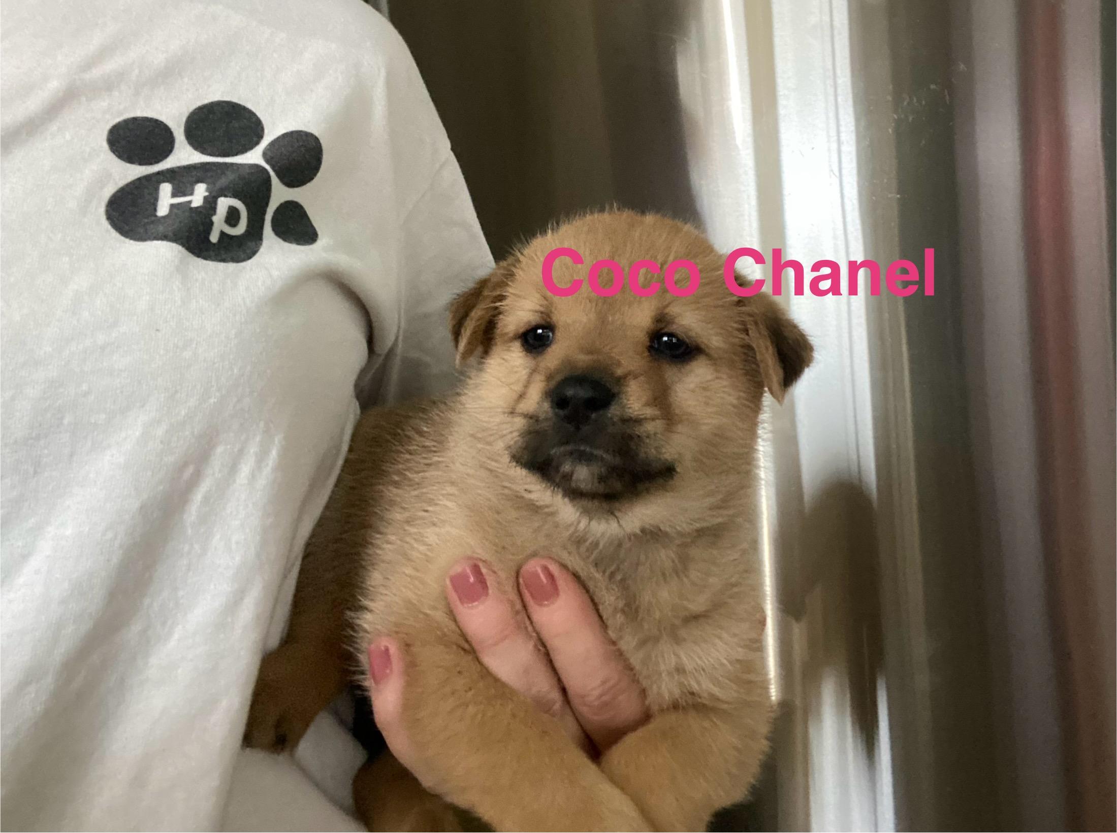 Enlarge Coco, an adopted mixed breed in Manahawkin, NJ image 2/2