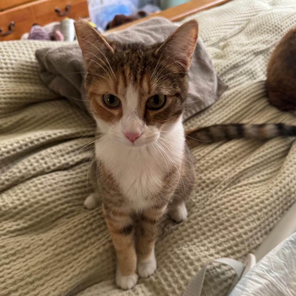Enlarge Lily, a Adoptable Domestic Short Hair in Los Angeles, CA image 1/1