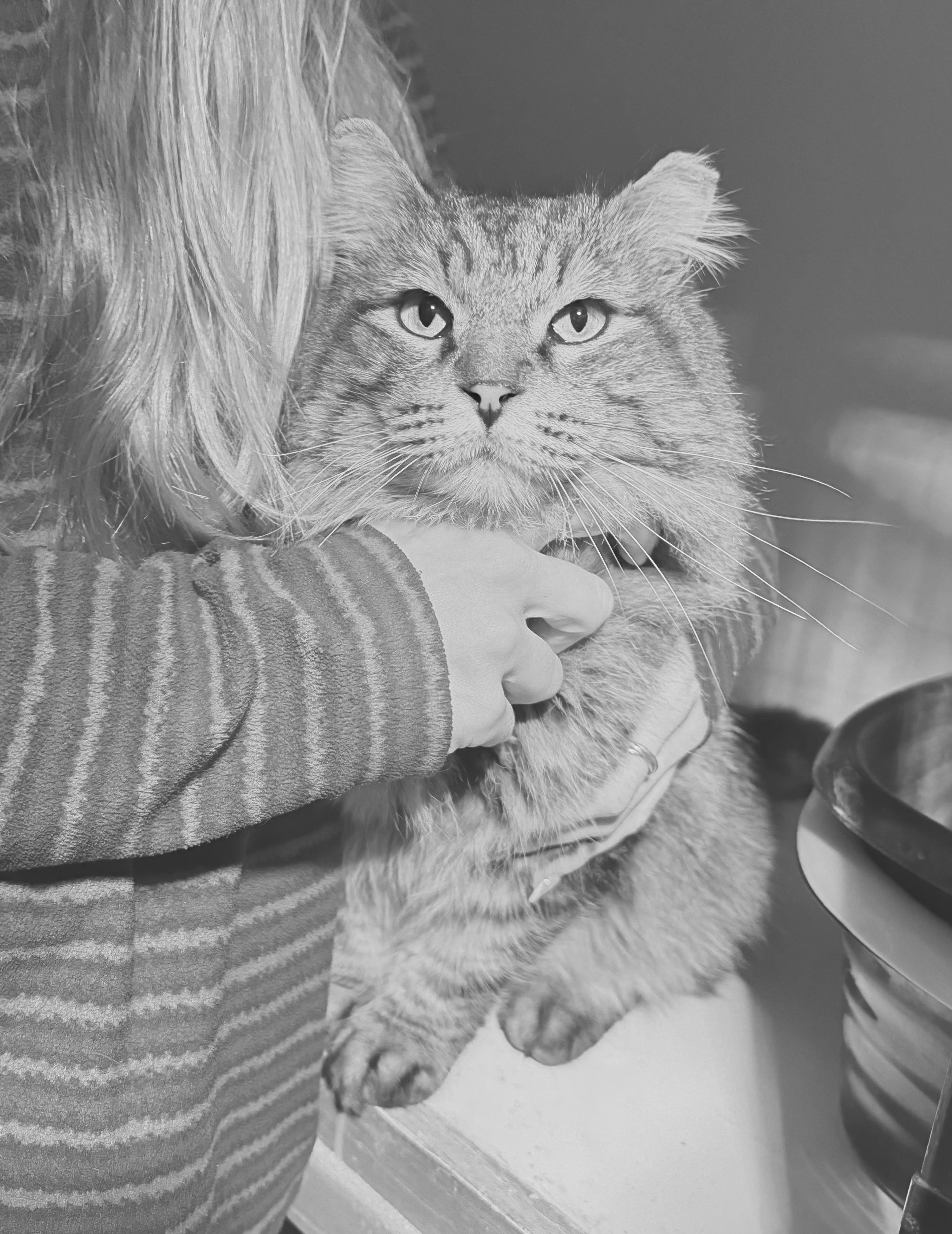 Enlarge Weekend, a ADOPTABLE Domestic Long Hair in Marana, AZ image 1/1