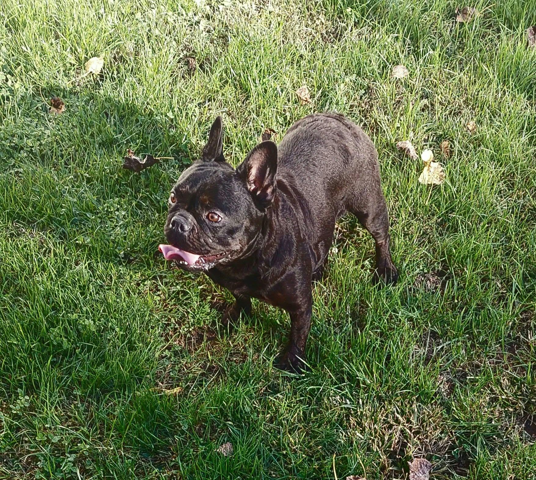 Enlarge Charlotte, a Adoptable French Bulldog in Conesus, NY image 3/5