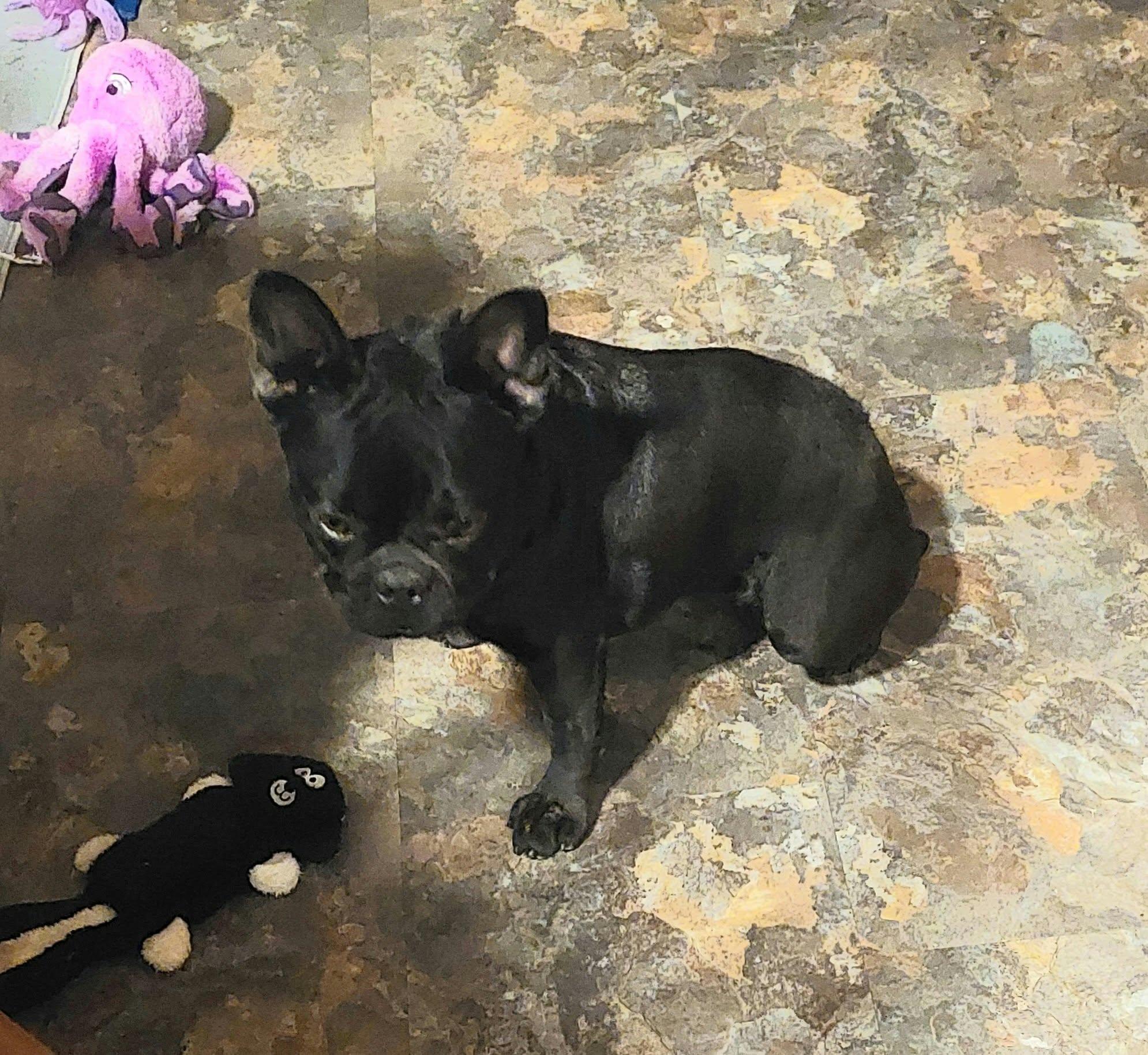 Enlarge Charlotte, a Adoptable French Bulldog in Conesus, NY image 1/5