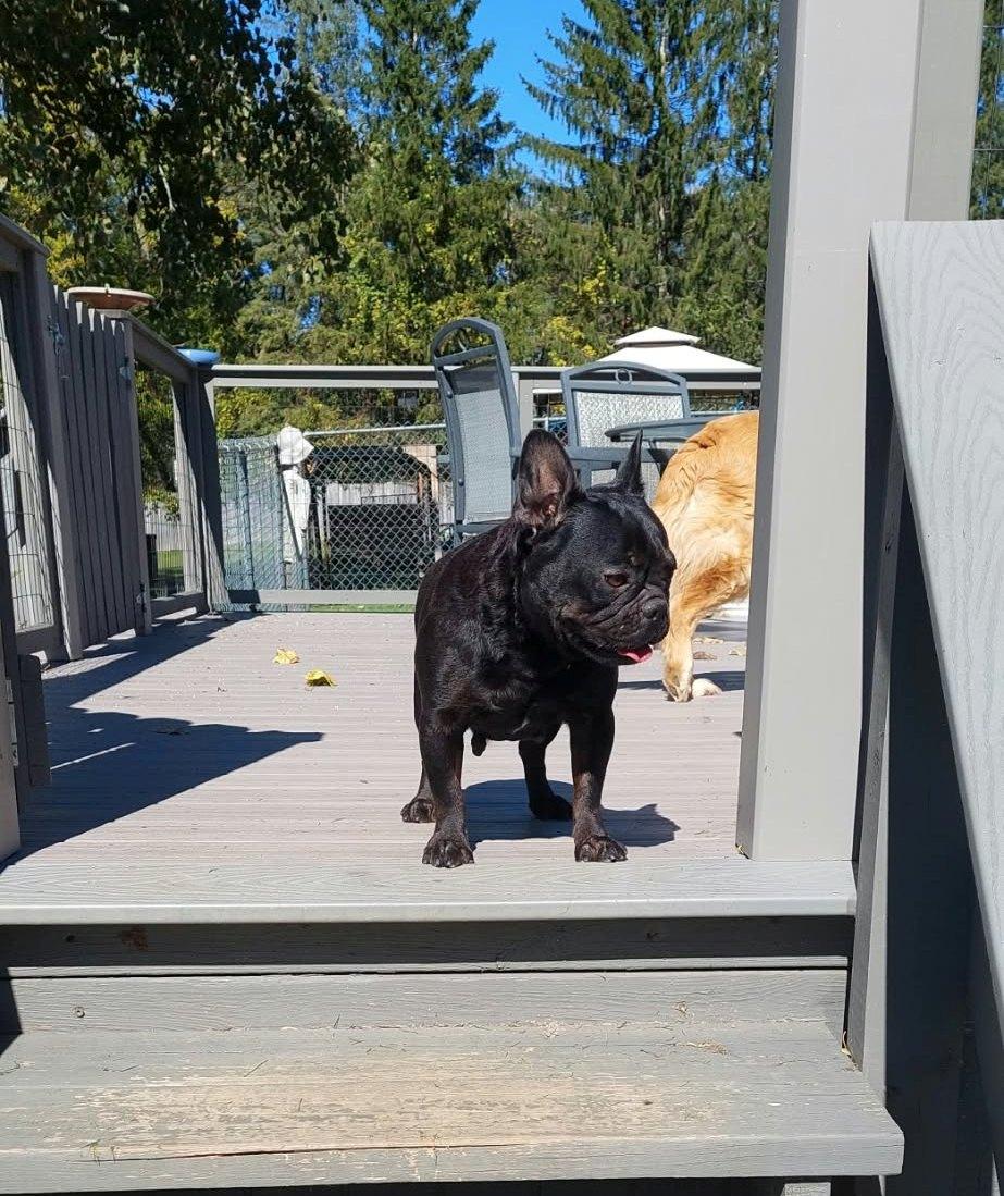 Enlarge Charlotte, a Adoptable French Bulldog in Conesus, NY image 5/5