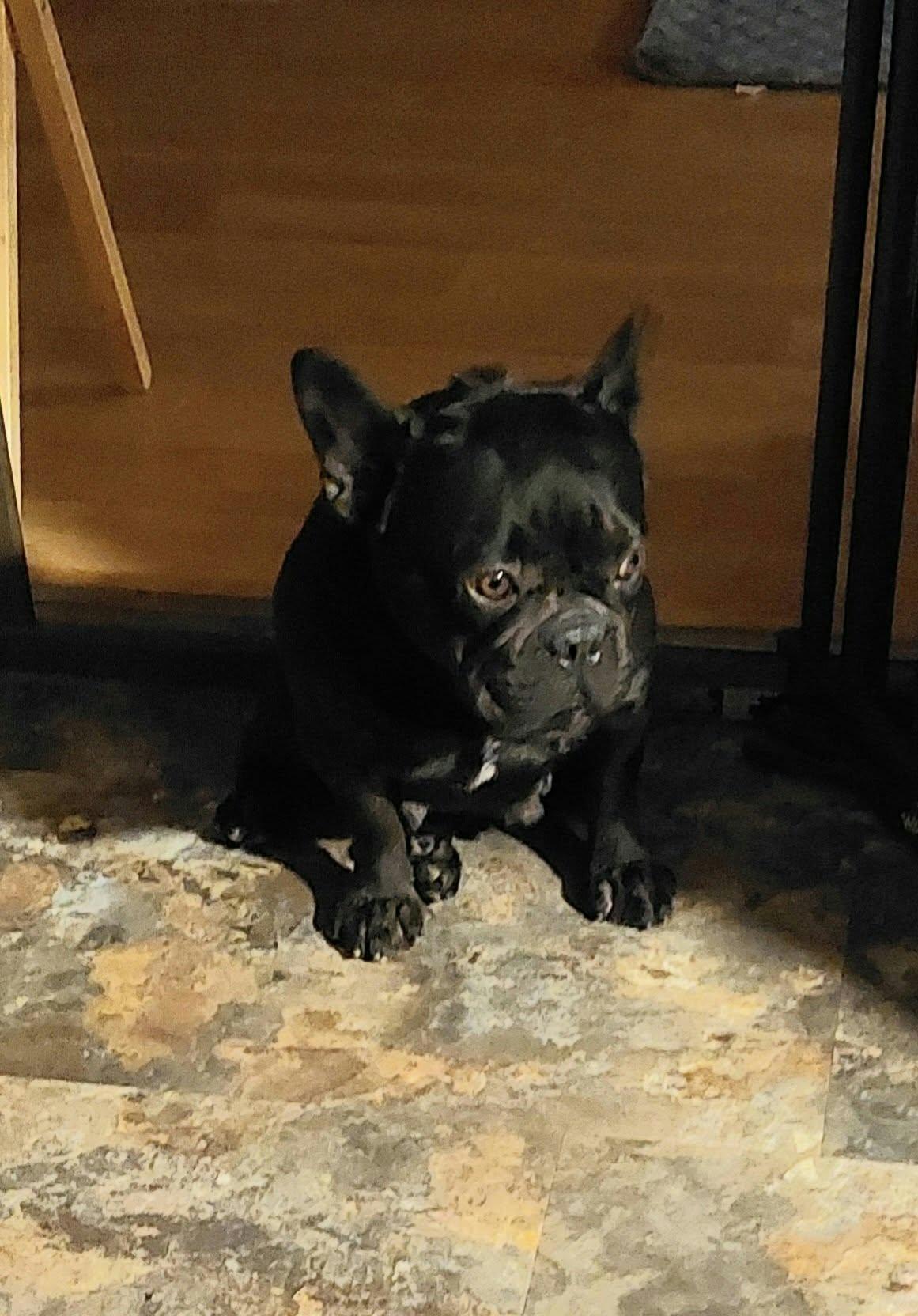 Enlarge Charlotte, a Adoptable French Bulldog in Conesus, NY image 2/5