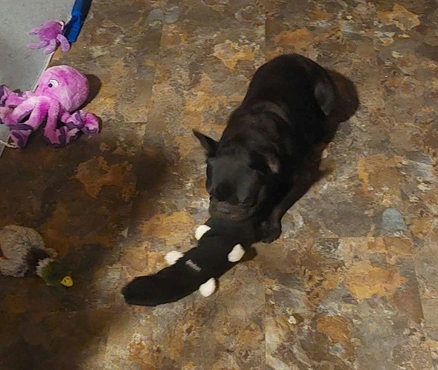Enlarge Charlotte, a Adoptable French Bulldog in Conesus, NY image 4/5